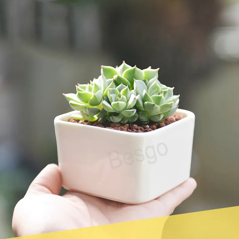 Keramik Square Blommor Krukor Mini Succulenter Blommor Pot Vit Office Desktop Flowerpot Hem Trädgård Tillbehör Skräddarsy logo BH6158 TYJ