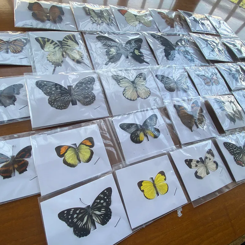 Rhopalocera Le Papillon naturel non monté, 20 pièces, spécimen d'art, matériel de décoration, 2202218925604