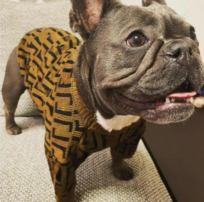 Autumn Winter Knitting Pullover Letter Trend Trend Pet Sweater Fashion Cat Dog Roupas mais recentes