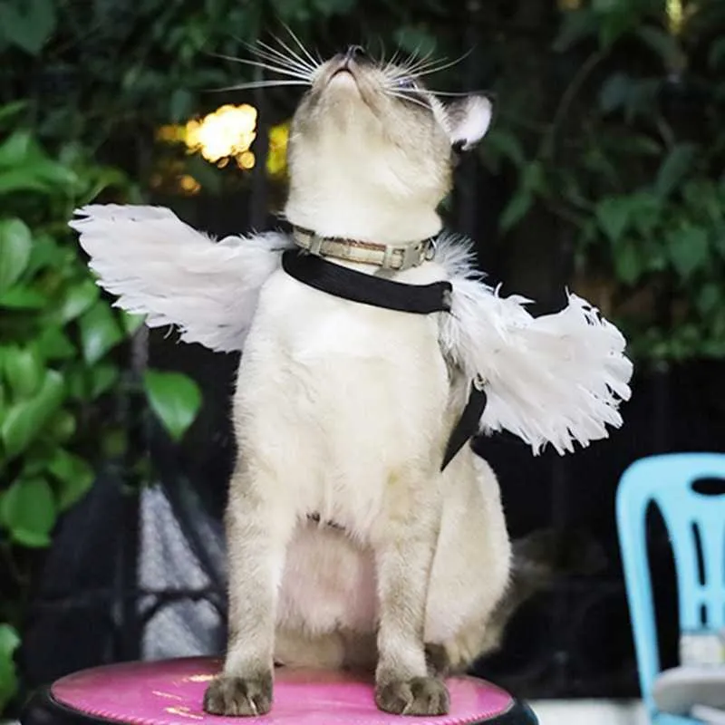 Zabawny pet Halloween Feather Wings Pet Halloween Costume Cosplay Angel Devil Wing for Dog Cat Black White Pet Ubrania H0910203G