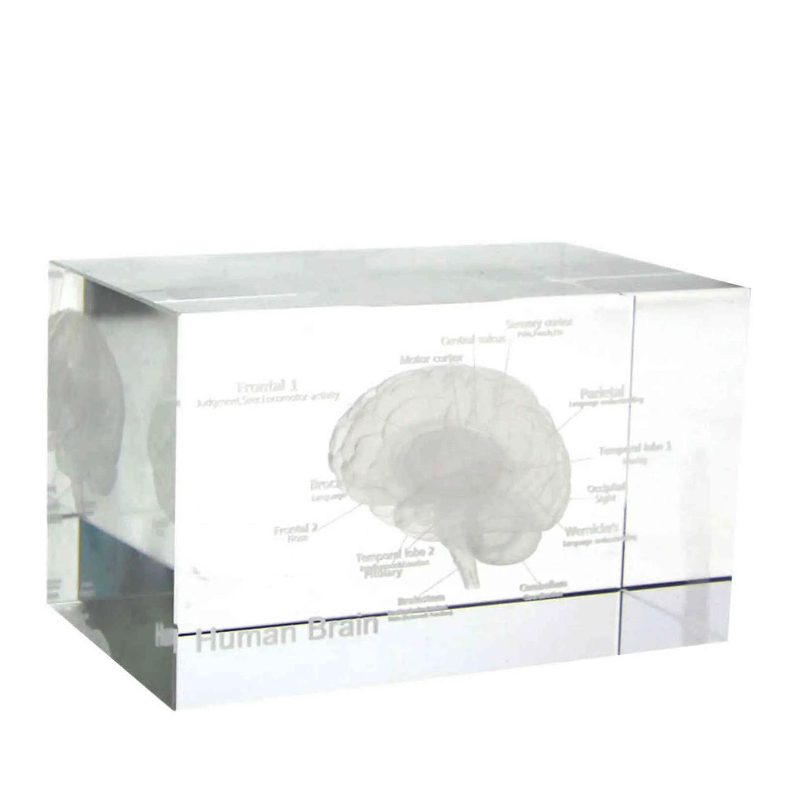 Modello anatomico umano 3D Fermacarte inciso al laser Cervello Cubo di cristallo Anatomia Mente Neurologia Pensiero Scienza Regalo 211101258y