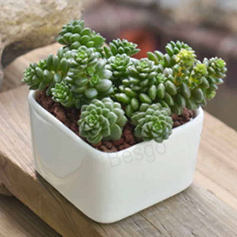 Keramiek Vierkant Bloemen Potten Mini Succulents Bloemen Pot White Office Desktop Bloempot Huis Tuin Accessoires Aangepast Logo BH6158 TYJ