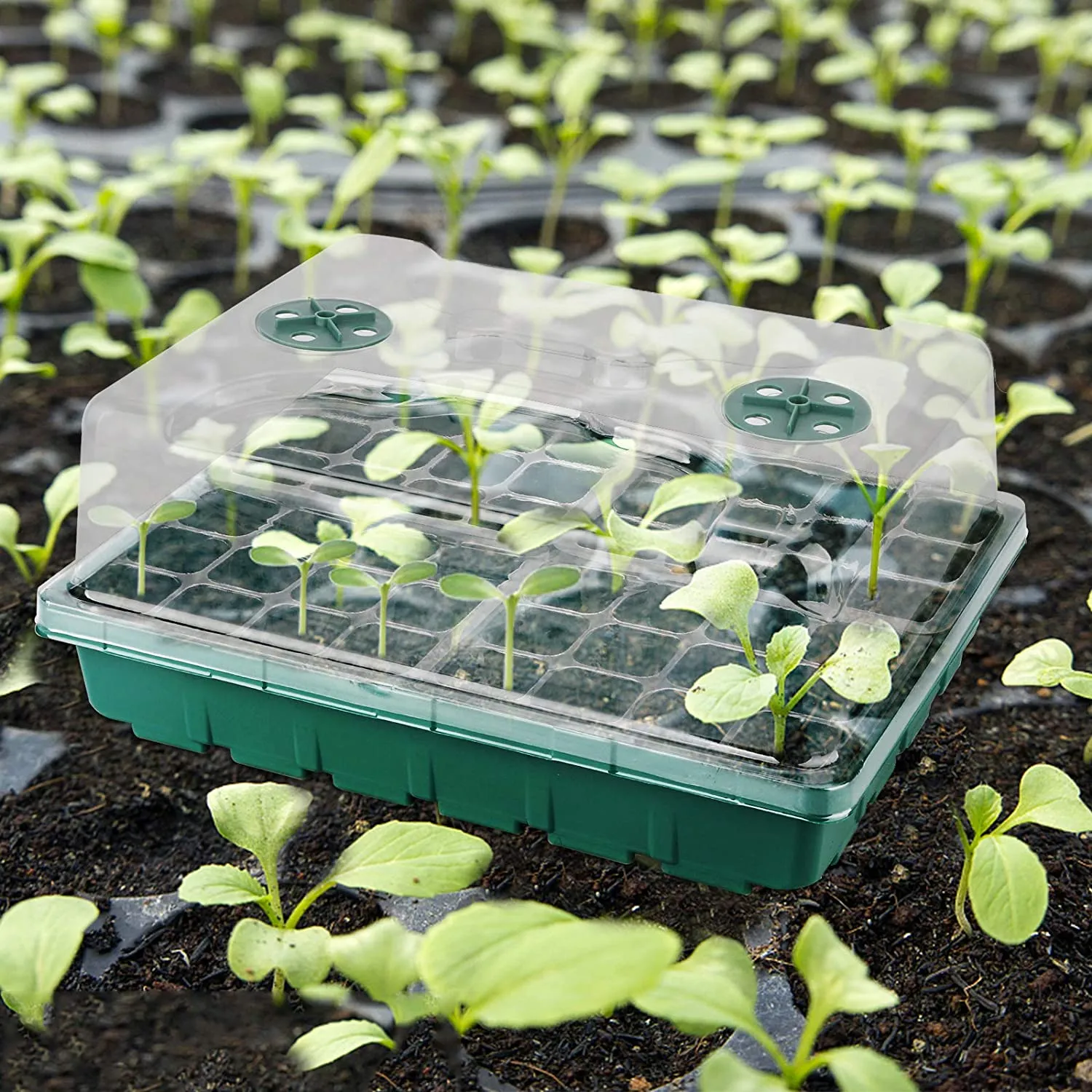 種子の開始トレイポット大48細胞挿入ホットハウスの種のスタータートレイキットガーデン湿度ドームと発芽苗の伝播のためのベーストレイ
