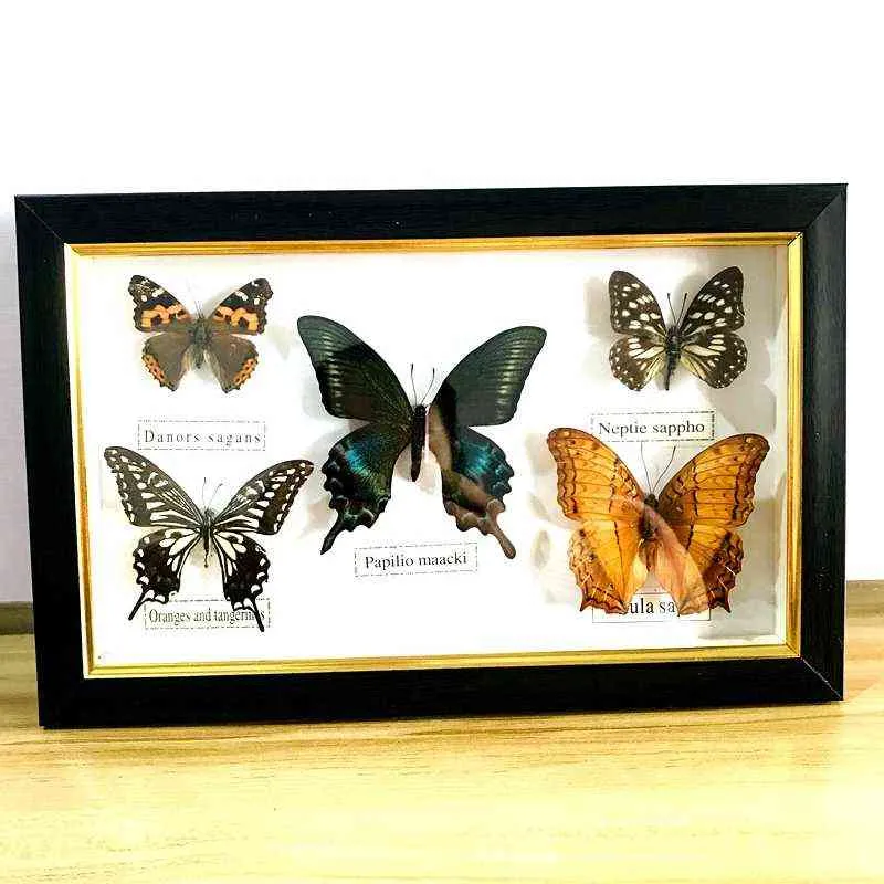Ładny motyl Real Premimen Education Material Collection / Butterfly Grafika Decor 211101