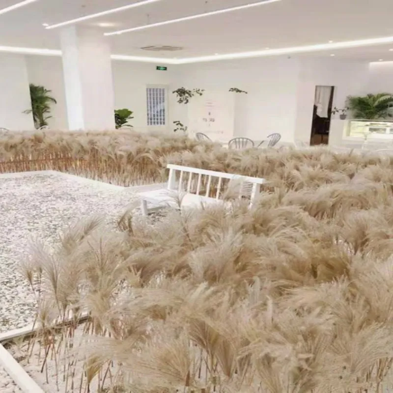 50 Pz Natural Pampas Erba Fiori Secchi Reed Piante La Decorazione Domestica Fiore Vero Sfondo Di Nozze Layout Fotografia Puntelli