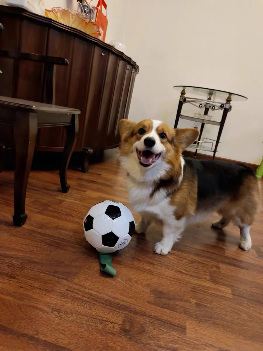 Husdjur leksaker hund -formad leksak utomhus multifunktionell interaktiv rep träningsboll