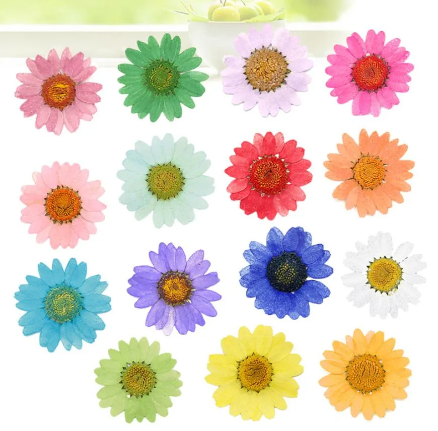 geperste pers gedroogde madeliefje chrysanthemum paludosum bloemplanten voor epoxy hars hanger ketting sieraden maken ambacht diy a261n