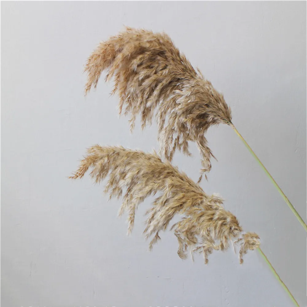 Fiori di matrimonio di colore chiaro mazzo mazzo di pampa secca naturale fiore di erba bella canna natalizia decorazione casa phragmites194s4842343