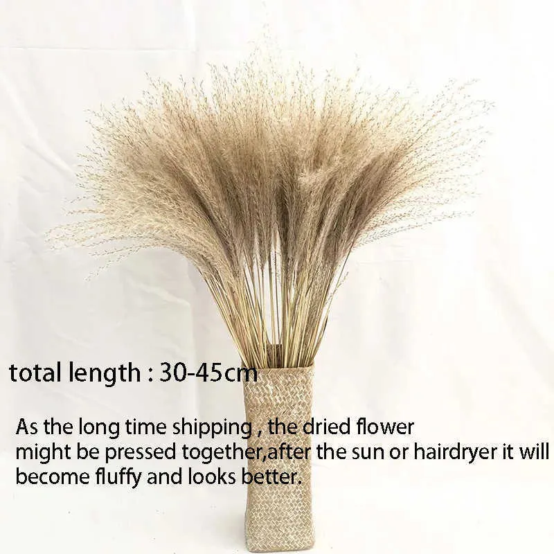 5/Natural Dried Pampas Grass Phragmites Communis For Wedding Artificial Dry Flower Home Decor DIY Craft Decoration Y0630