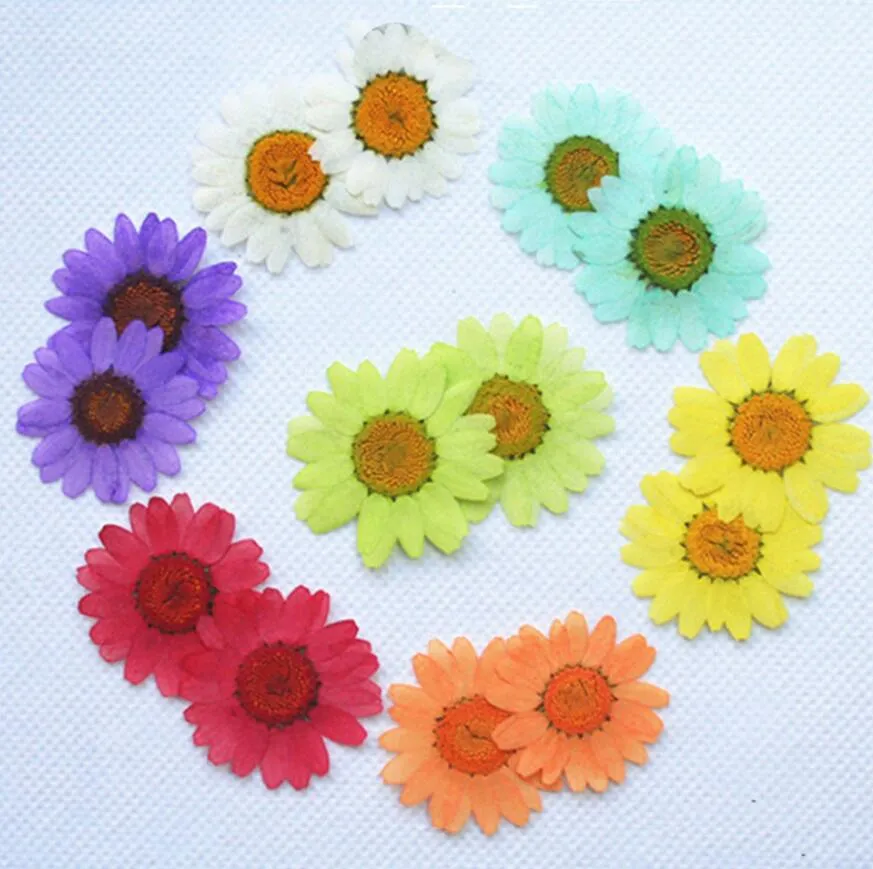 Pressed Press Dried Daisy Chrysanthemum paludosum Flower Plants For Epoxy Resin Pendant Necklace Jewelry Making Craft DIY A321t