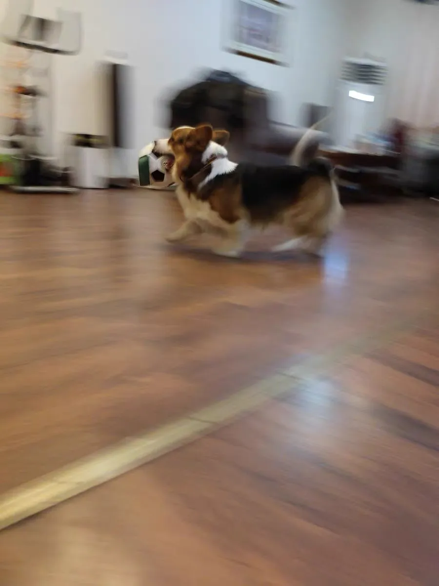 Husdjur leksaker hund -formad leksak utomhus multifunktionell interaktiv rep träningsboll