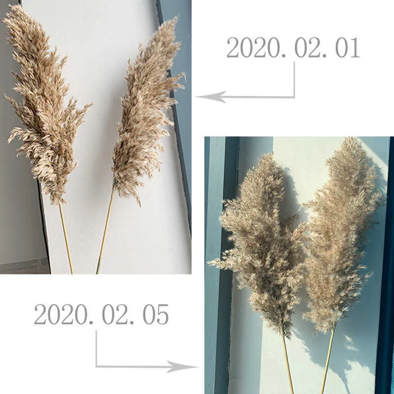 wedding pampas grass decor feather flowers bunch natural dried flower pampas plants Easter Christmas decorations home decor 211012