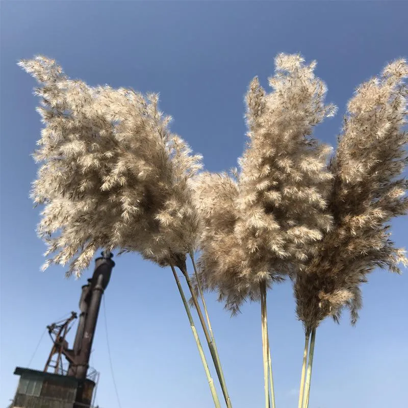 Couronnes de fleurs décoratives, décoration de pièce centrale, plantes de roseau séchées naturelles, bouquet de fleurs de mariage, Pampas, Tableau, décoration d'herbe, Phr234o