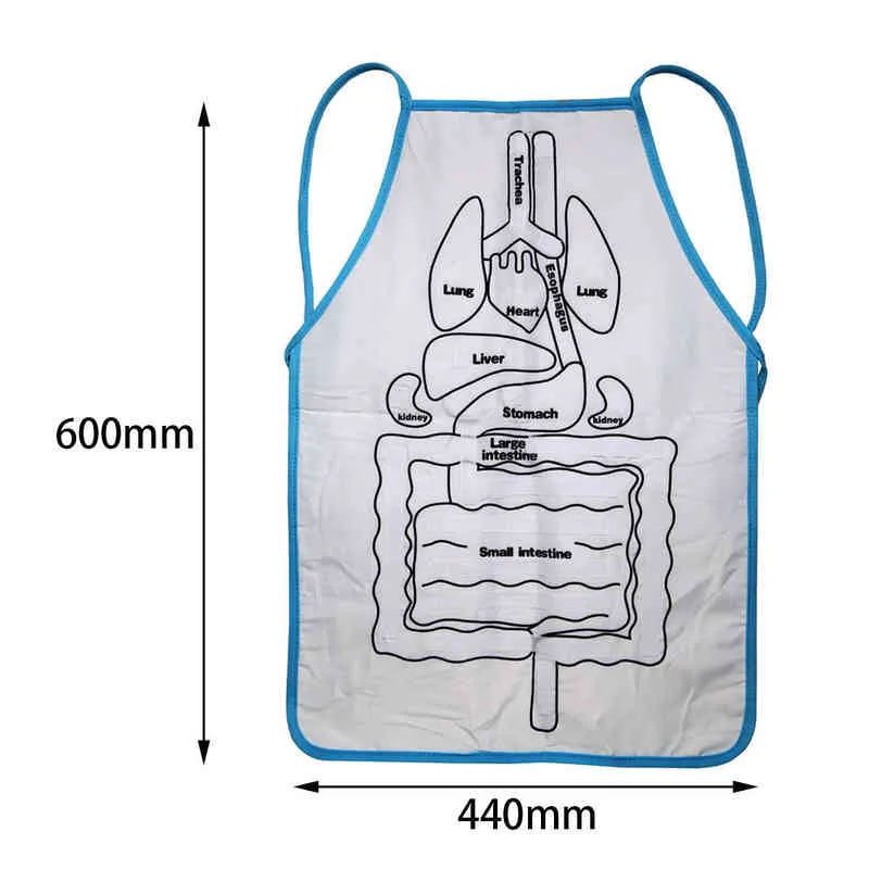 Anatomie-Schürze, menschlicher Körper, Organe, Bewusstsein, pädagogische Erkenntnisse, Spielzeug, Vorschule, Heimlehrmittel für Kinder, Kinder 211222