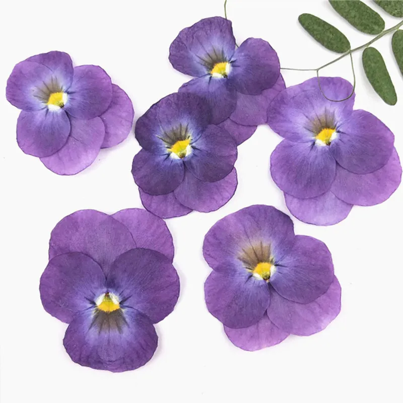 Pressed Dried Pansy Viola Tricolor L. Flower Plants Herbarium For Jewelry Postcard Bookmark Phone Case Making DIY 220406