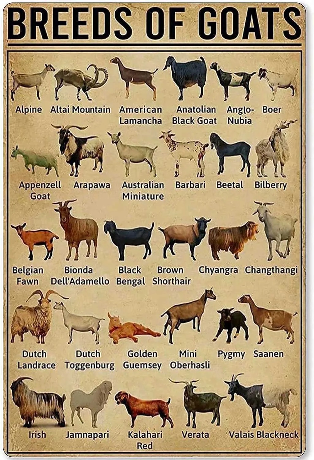 Goat Knowledge Metal Tin Sign Breeds of Goats Learning Poster Library School Education Living Room Kitchen Bathroom Home Art Wall 3641970