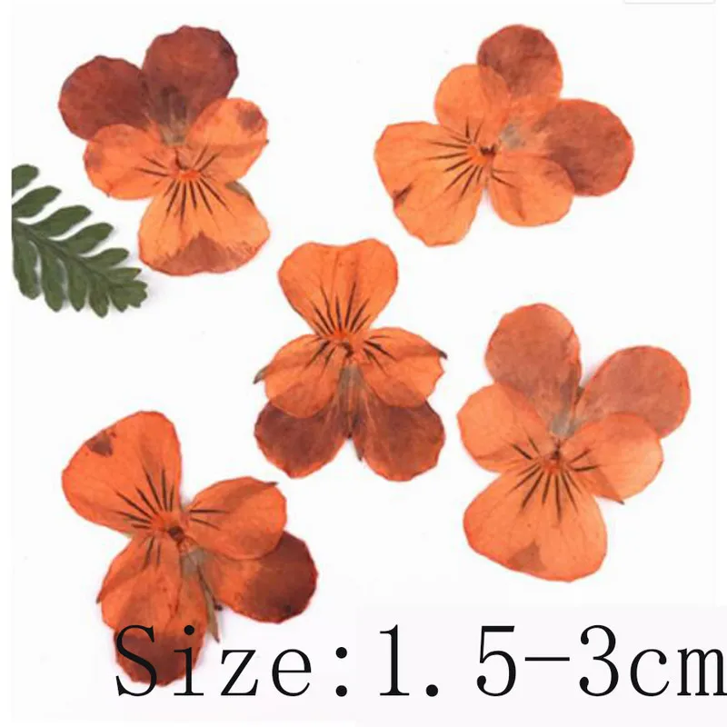 60 stks geperst gedroogd viooltje altviool tricolor L. bloem planten herbarium voor sieraden briefkaart bladwijzer telefooncase maken DIY 220406