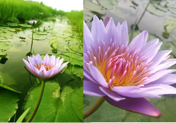 ブルーロータス乾燥全体の花Nymphaea caerulea 220330