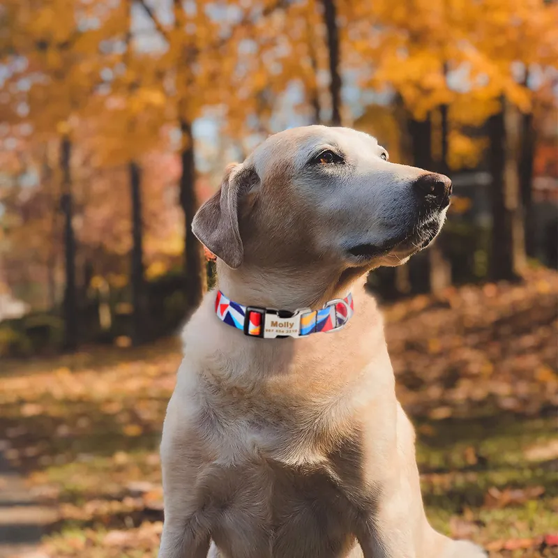 Cola de cachorro personalizada Nylon xylon menino menina unissex cães colar de colarinho personalizado Nome gravado ID da tag pequeno colarinho de cachorro de grande produto 220610