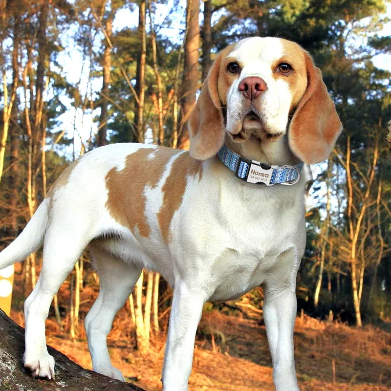 小型犬の襟パーソナライズされたナイロンスモールドッグカラーチワワ子犬襟の彫刻名前IDの小さな大きなペットピットブル220610