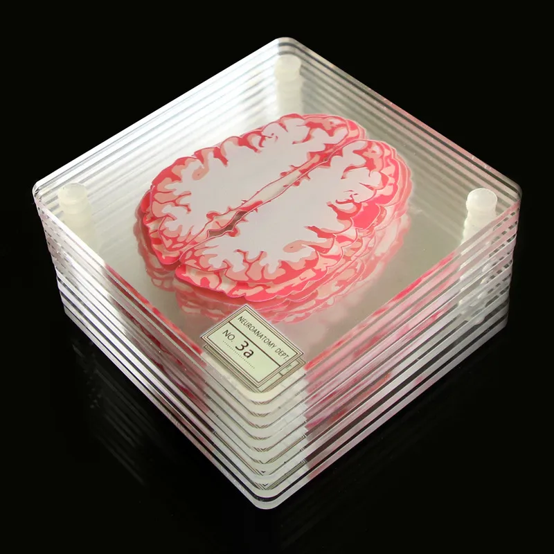 Brain Specimen Coasters Set 3D Organ Artwork Skivor Kvadrat Akryl Glas Drycker Table Coaster Drunk Scientists Present W220406