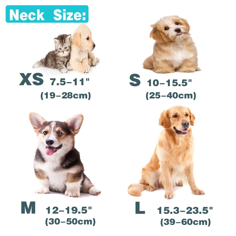 Collare cani personalizzato personalizzato Le etichette identificative del nome sono una tracolla opzionale Adattabile piccoli e medi Bulldog Carlini Beagle 220622