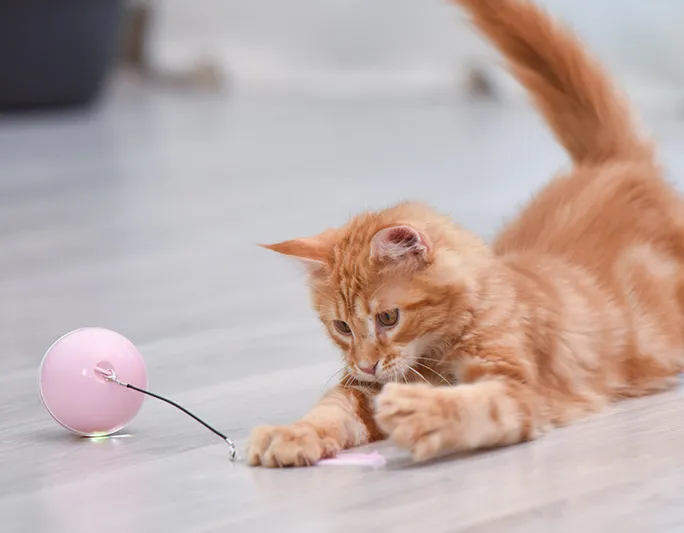 Palla giocattolo elettrica gatti Ricarica USB interattiva che gira automaticamente Rotolamento Gatto che gioca giocattolo Palla da presa in giro LED Giocattolo gatti luminoso 220423