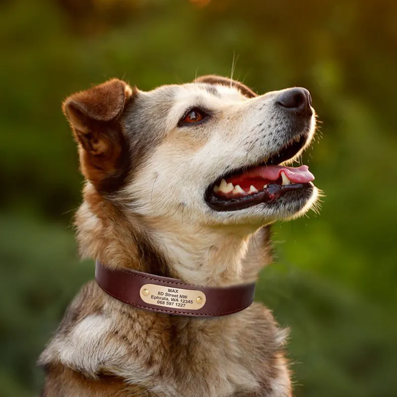 Colar de couro de couro real colares de identificação personalizados colares gravados personalizados para cães pequenos grandes pitbull alemão pastor xxl 220610