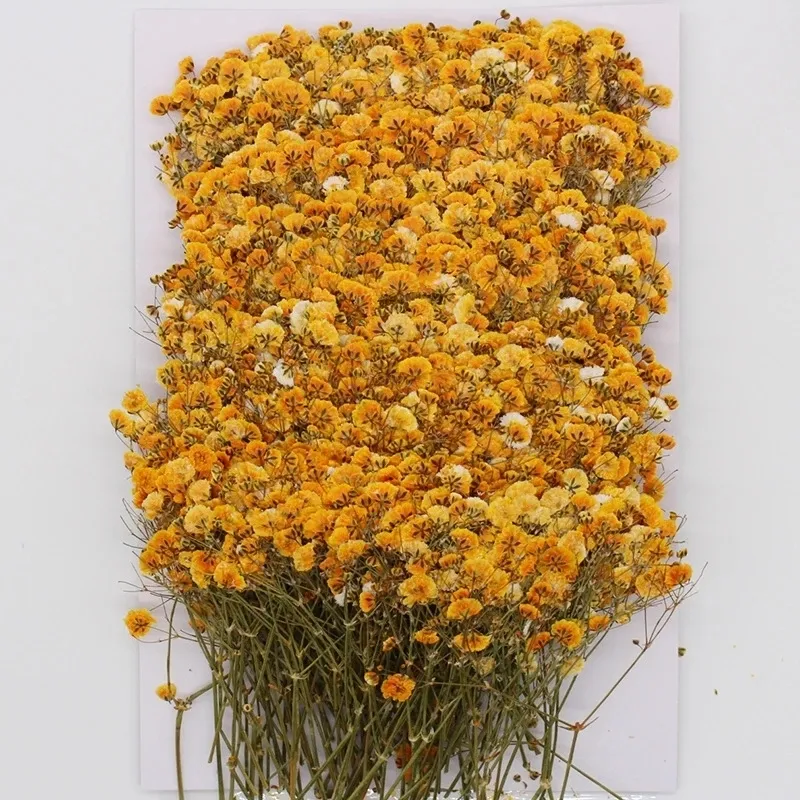 120 Stück natürliche Gypsophila-Trockenblumen, kleine Blumen, Blumenstrauß, Trockenblumen, Presse, Mini-dekoratives Pografie-Hintergrunddekor 220330