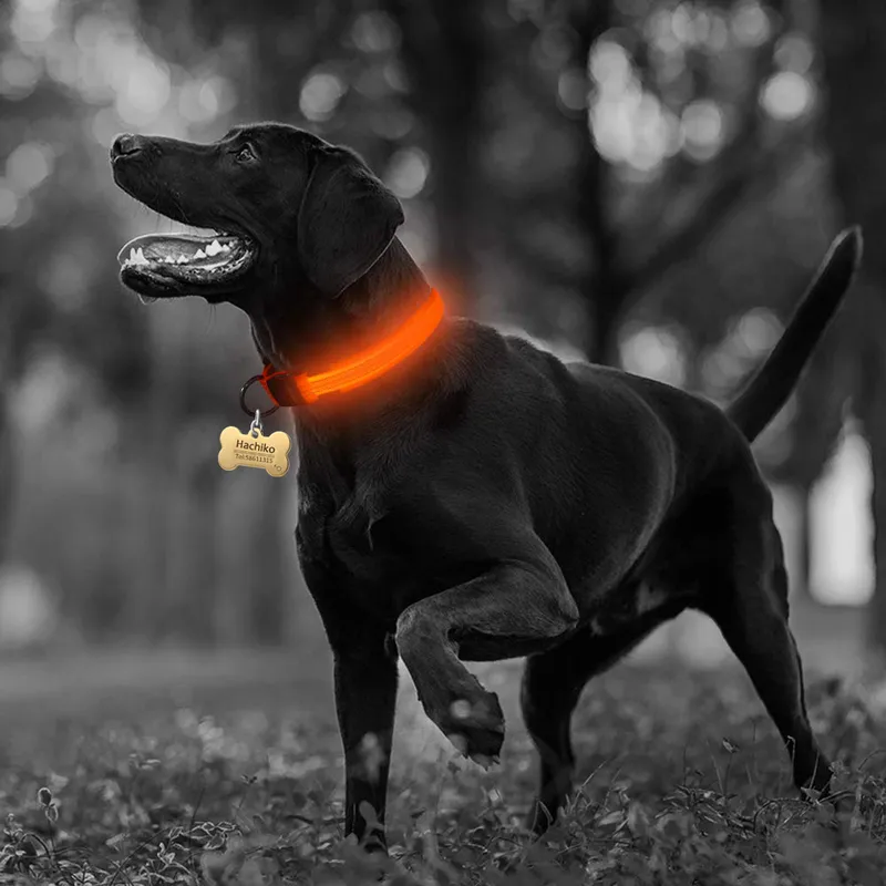 Nylon LED Collier de chien de compagnieNight Safety Clignotant Glow In The Dark Dog LeashDogs Luminous Fluorescent Collars Pet Supplies 220610