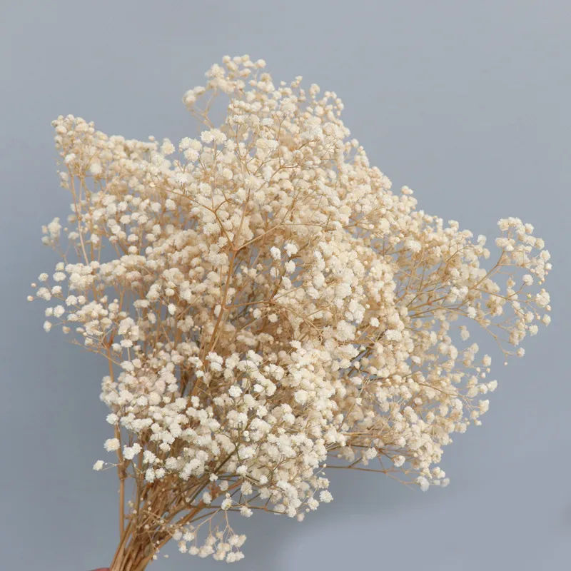 Сохраненные цветы Gypsophila paniculata натуральная свежая сушеной ребенок 039s дыхание цветочный букет свадебный аранжировка вечеринка в комнате декор 6981856