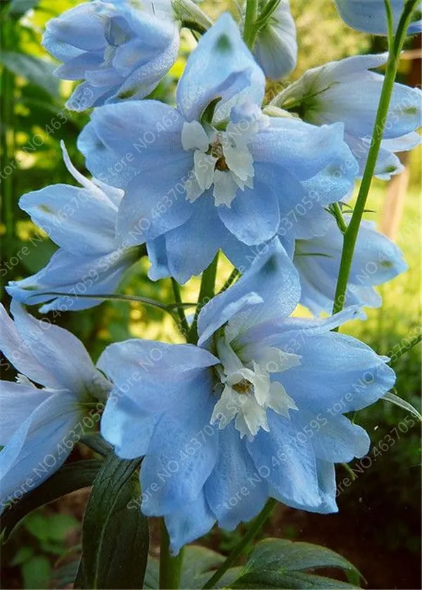 Beautiful, beautiful delphiniums