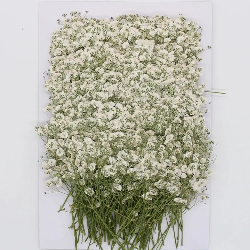 자연 gypsophila 말린 꽃 작은 꽃 꽃다발 마른 꽃 프레스 미니 장식 첨탑 배경 장식 220330