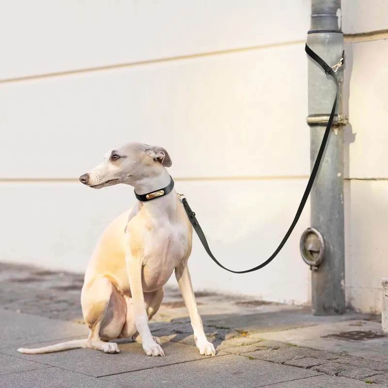 Guinzaglio collare cani con incisione personalizzata Set Collana cani in PVC impermeabile Collana gatti Collari animali domestici personalizzati Corda di piombo cani di piccola taglia 220608