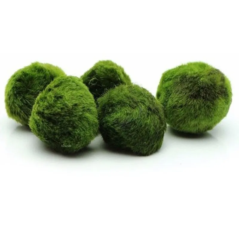 23 cm Marimo Mos Ballen Live rium Plant Algen Vis Garnalen Tank Ornament Groene rium Sier Voorgrond Gras 2207131418217