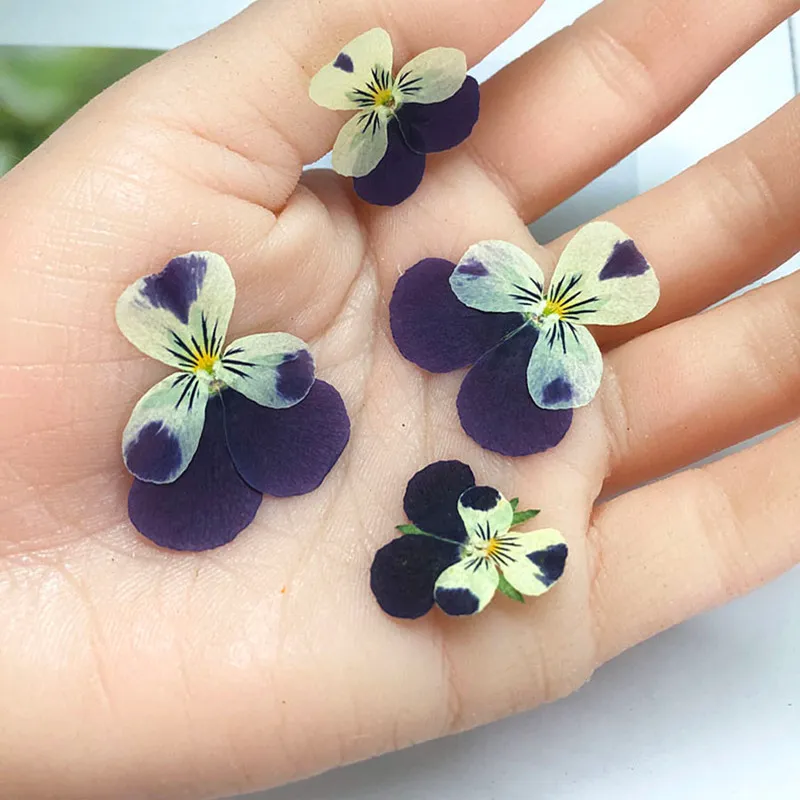 Pressed Dried Pansy Viola Tricolor L. Flower Plants Herbarium For Jewelry Postcard Bookmark Phone Case Making DIY 220406