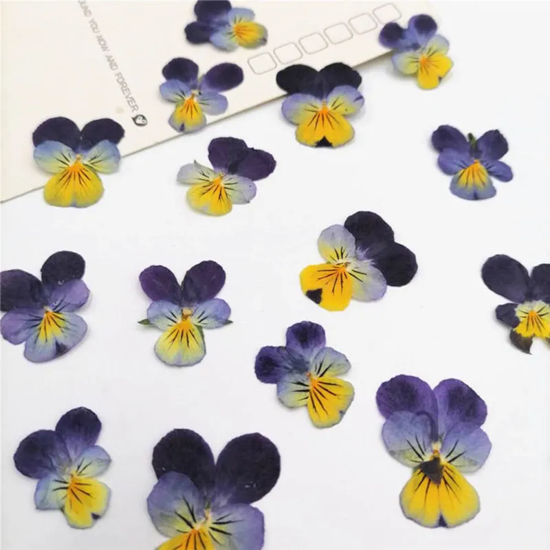 Pressed Dried Pansy Viola Tricolor L. Flower Plants Herbarium For Jewelry Postcard Bookmark Phone Case Making DIY 220406