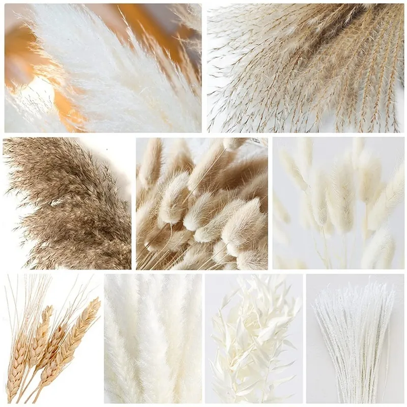 Natural Pampas seco Grass, decoração boho y Grasa branca Grasa grande Reed Bunny Tail Wheat Stalk decorativo 2204083398514