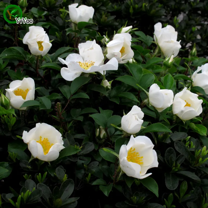Cherokee rose Seeds Rare Flower Seeds DIY Home Garden plant Easy to Grow 50 Particles / H08