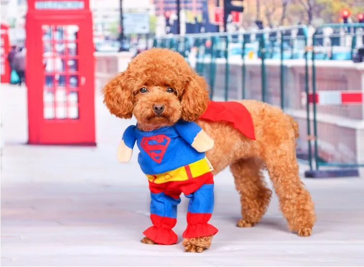 Pet Kedi Köpek Superman Kostüm Suit Yavru Köpek Giyim Kıyafet Superhero Giyim Giyim Köpekler için Sonbahar / Kış