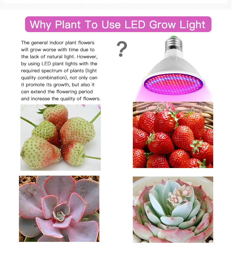 Phyto lampe Spectre complet LED CLUMEUR LEUR E27 PLANT LAMPS PLANT avec clip pour serre Hydroponic Vegetable Flower Fitolampy247E