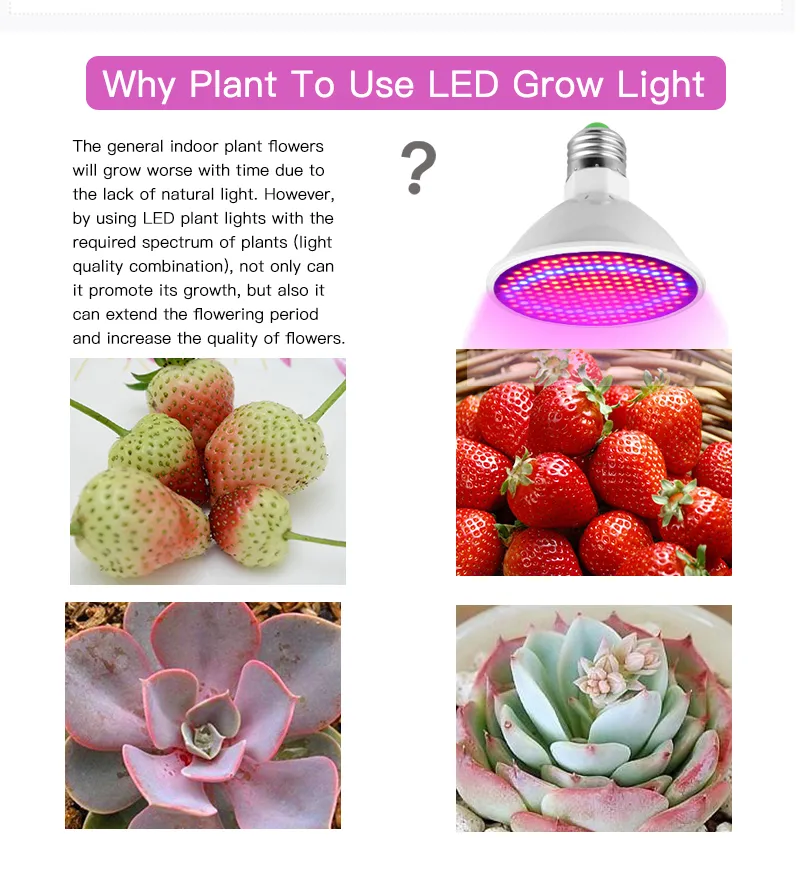 PHYTOランプフルスペクトルLED GROW LIGHT LIGHT E27 Plant Lamps with Greenhouse Hydroponic野菜の花Fitolampy247e