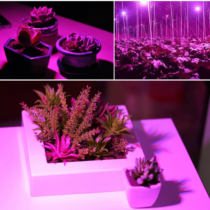LED Grow Lights 30W 50W 80W Tam Spektrum LED Bitki Büyüme Lambaları E27 LED Bahçecilik Bahçe Çiçekli Hidroponik Sy268v için Işık Büyür