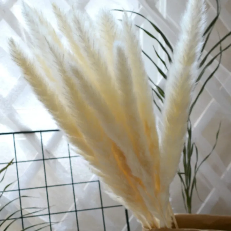 طبيعية مجففة صغيرة pampas phragmites