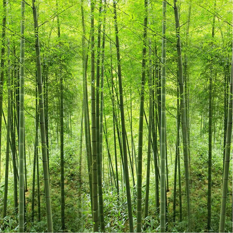 Обращение природа пейзаж зеленый бамбук лесной фото росписи индивидуальные размеры 3d обои для стены гостиная телевизор диван фоновый оформление стены