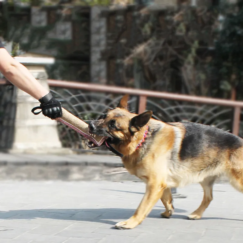 Benepaw Durevole morso rimorchiatore giocattoli cani interattivi 2 maniglie forte trazione media grande corda animali domestici giocattoli addestramento pastore tedesco Y200330280m