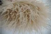 10 yardslot ivory ostrich feather trimming fringe 56inch in width for crafts weddings sewing4099865