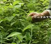 Atacado Chinês Ervas JiaoGuLan Chá Gynostemma Pentaphyllum FRETE GRÁTIS 0.45 KG / 1.0LB