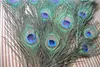 Top quality peacock feather 500pcs beautiful natural 1012inch party supply5055533