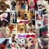 20pc/lot dog applase solid color butterfly pet cat puppy cog bow tie bow supplies pe06